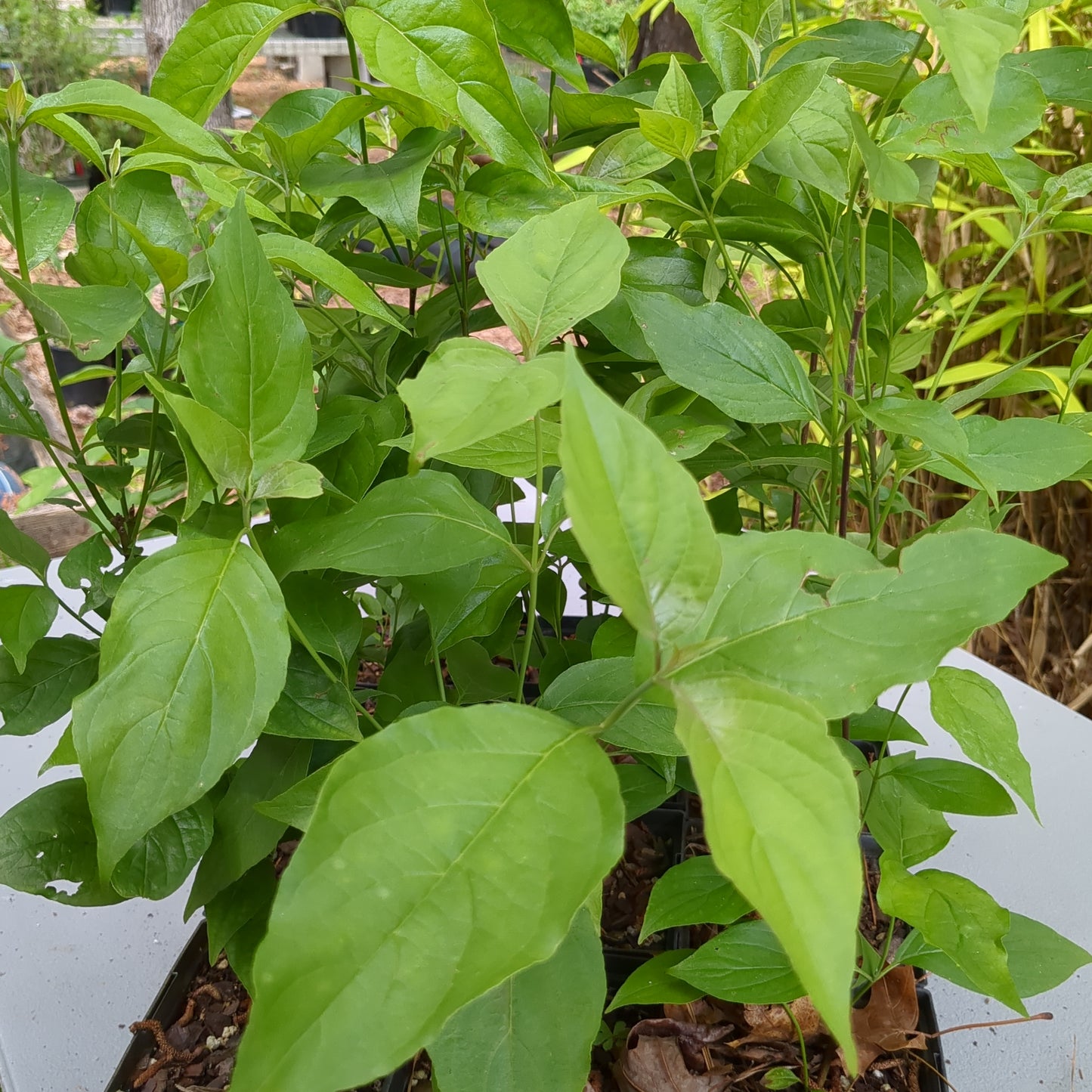 Cornus florida (Flowering dogwood)