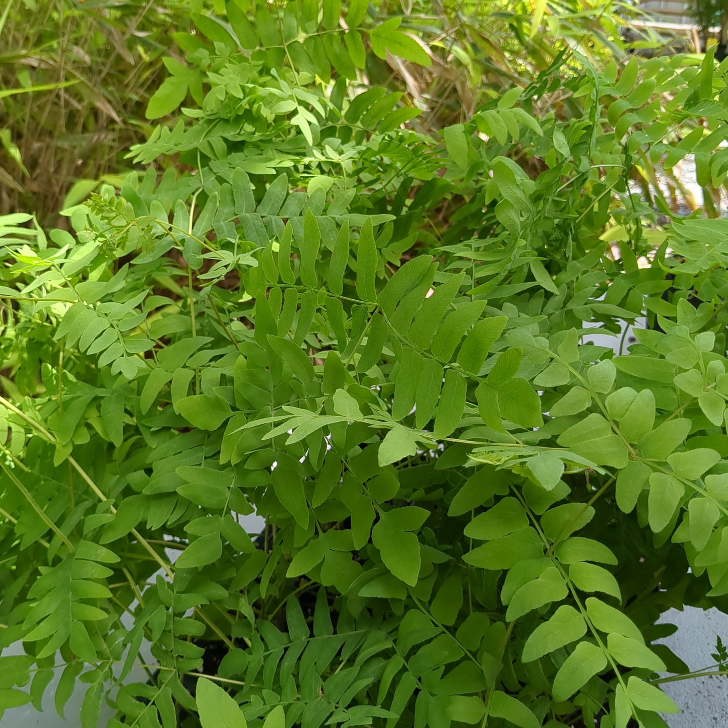 Osmunda spectabilis (American Royal Fern)