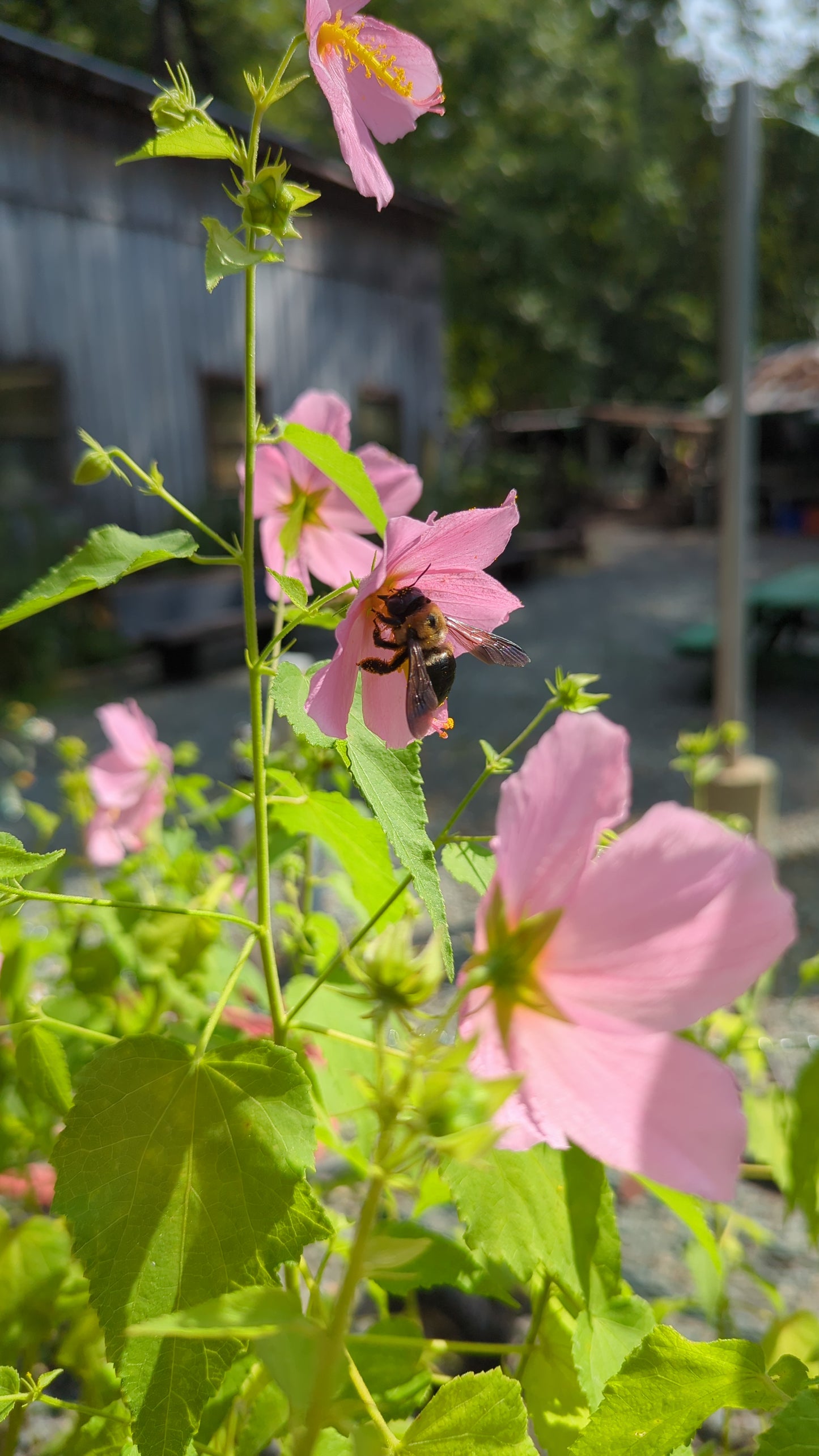 Kosteletzkya pentacarpos (Seashore mallow)