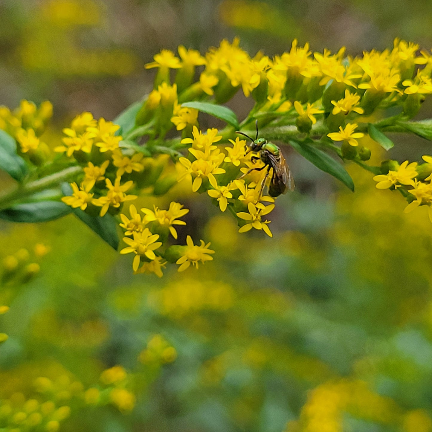Solidago rugosa 'Fireworks' (Rough-Leaved Goldenrod)