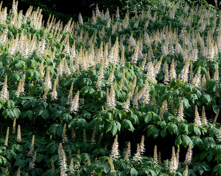 Aesculus parviflora (Bottlebrush Buckeye)