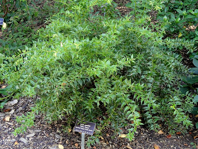 Agarista populifolia (Florida Doghobble)