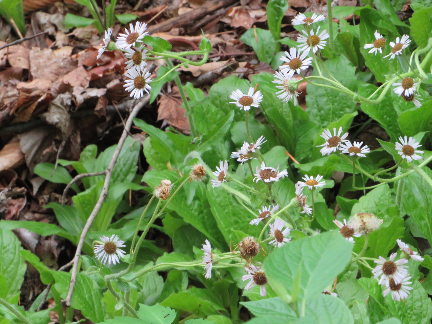 Erigeron pulchellus (Robin's Plantain)