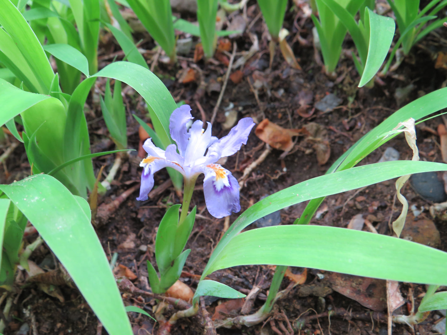 Iris cristata (Dwarf Crested Iris)