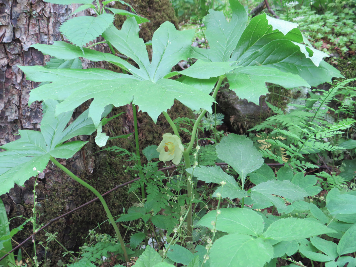 Podophyllum peltatum (Mayapple)