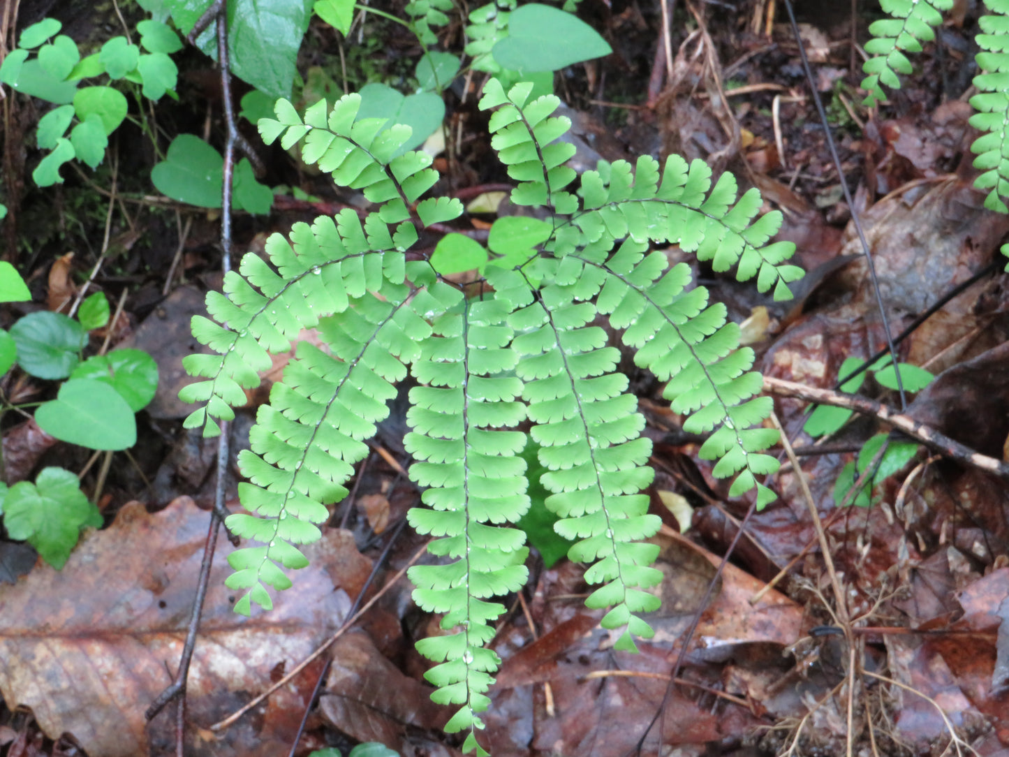 Adiantum pedatum (Northern Maidenhair Fern)