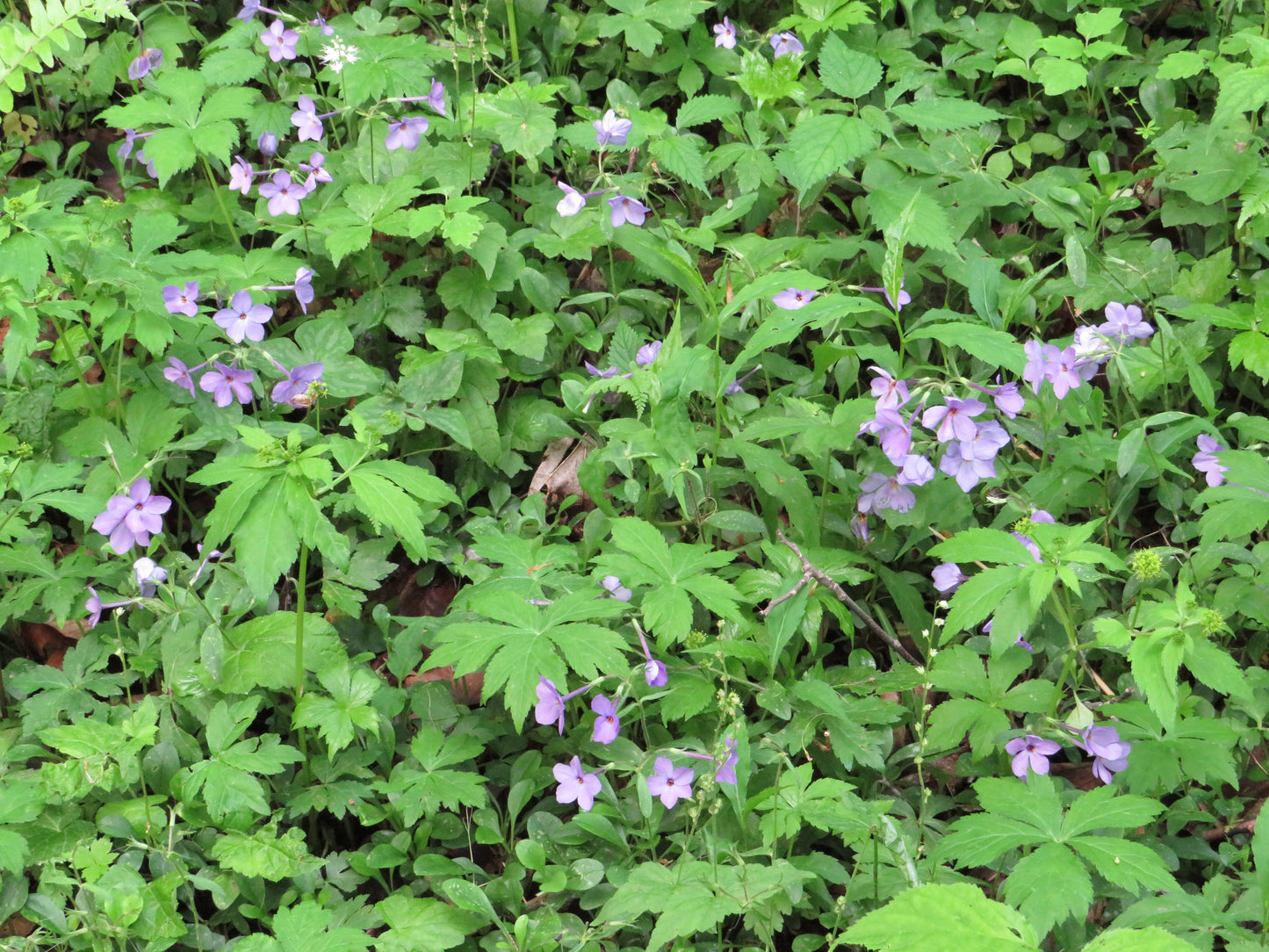 Phlox stolonifera (Creeping Phlox)
