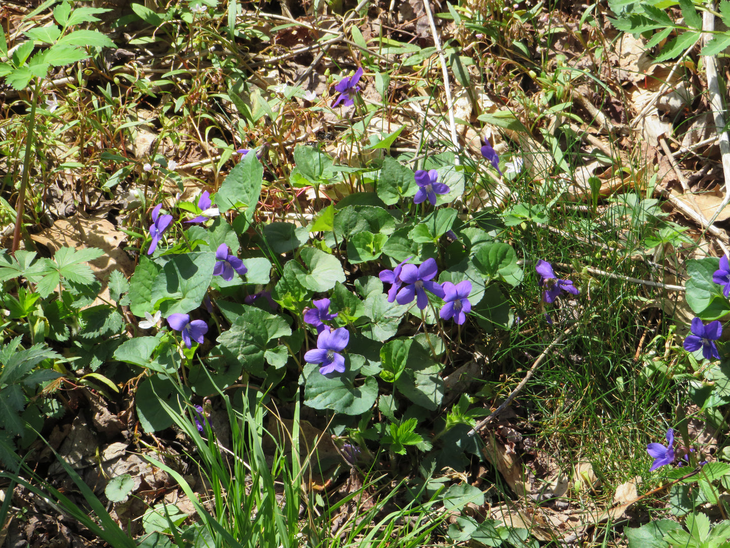 Viola sororia (Common blue violet)