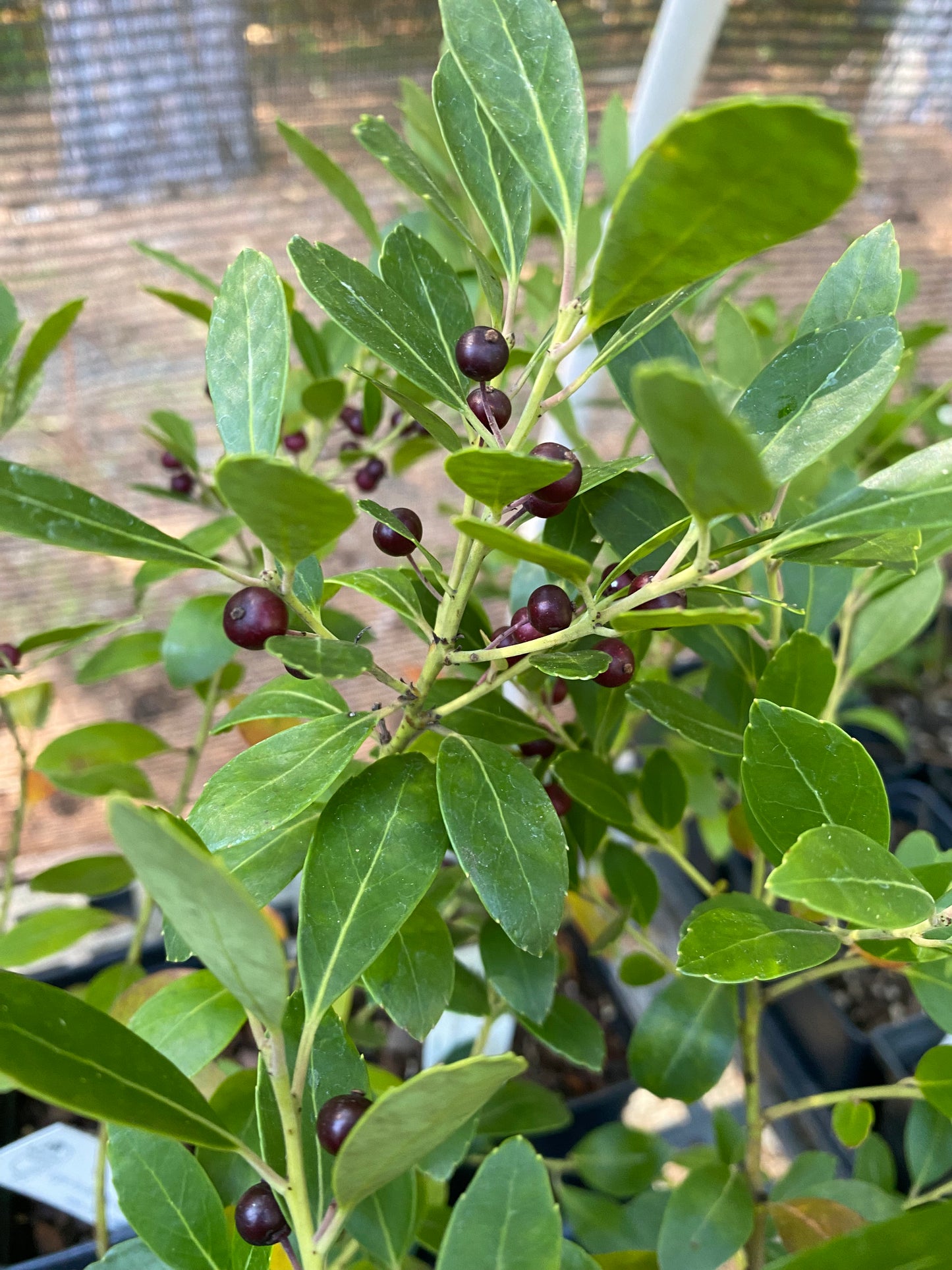 Ilex glabra (Inkberry)