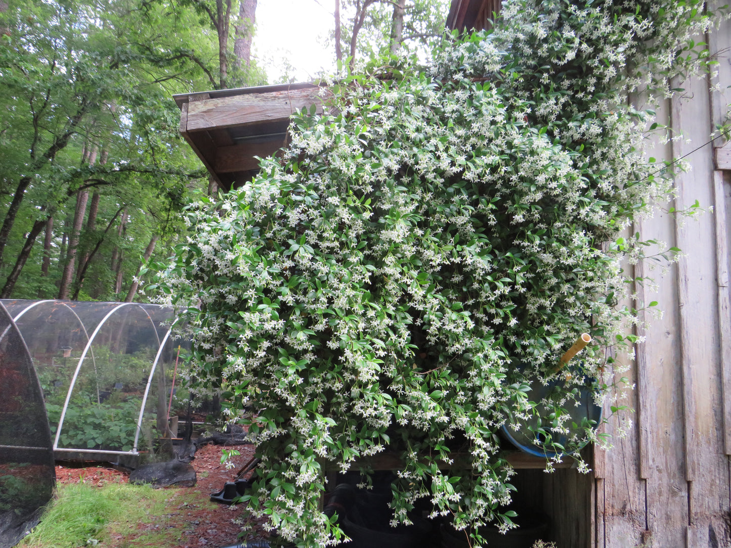 Trachelospermum jasminoides (Star Jasmine)