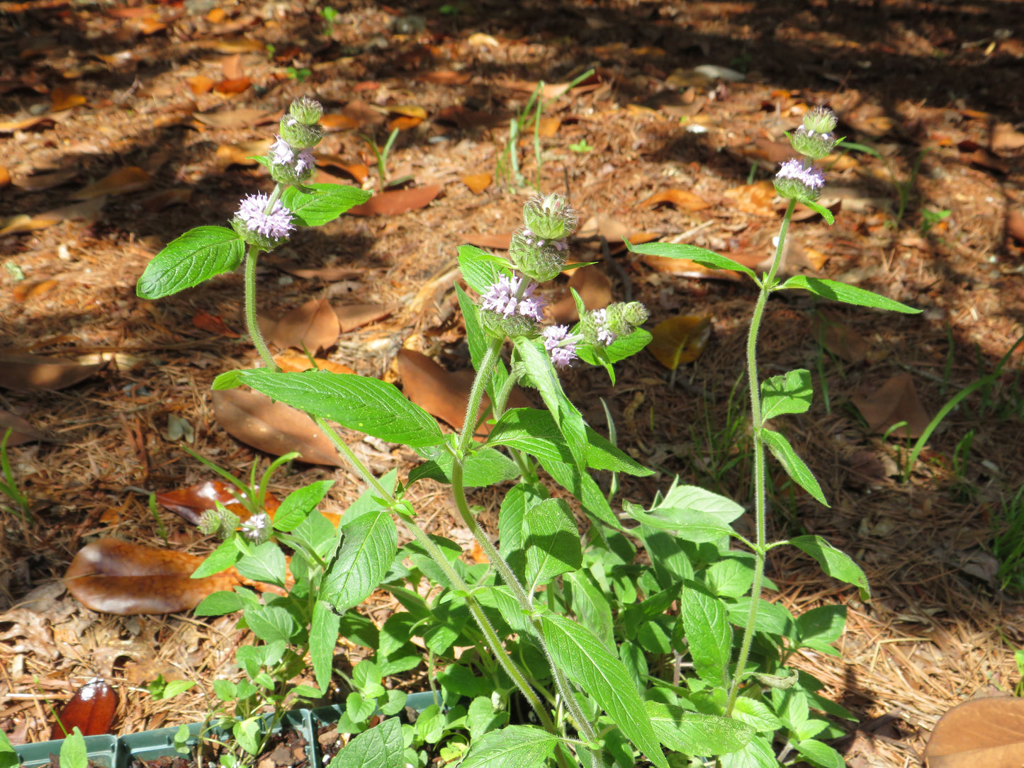 Blephilia ciliata (Downy Wood Mint)
