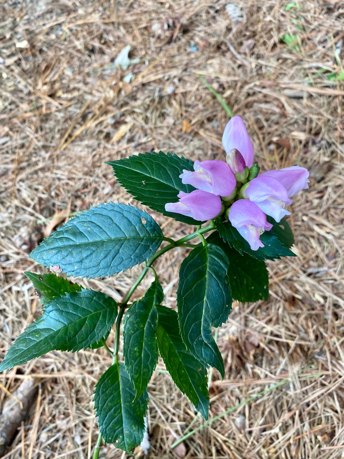 Chelone lyonii 'Hot Lips' ('Hot Lips' Pink Turtlehead)
