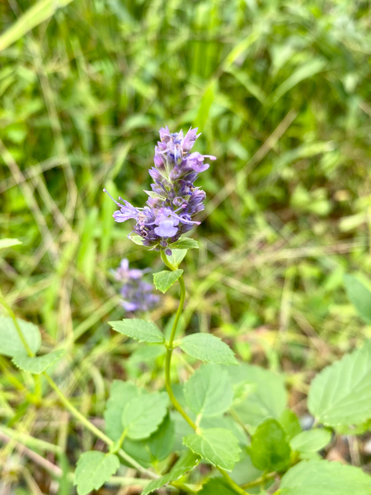 Agastache foeniculum (Anise Hyssop)