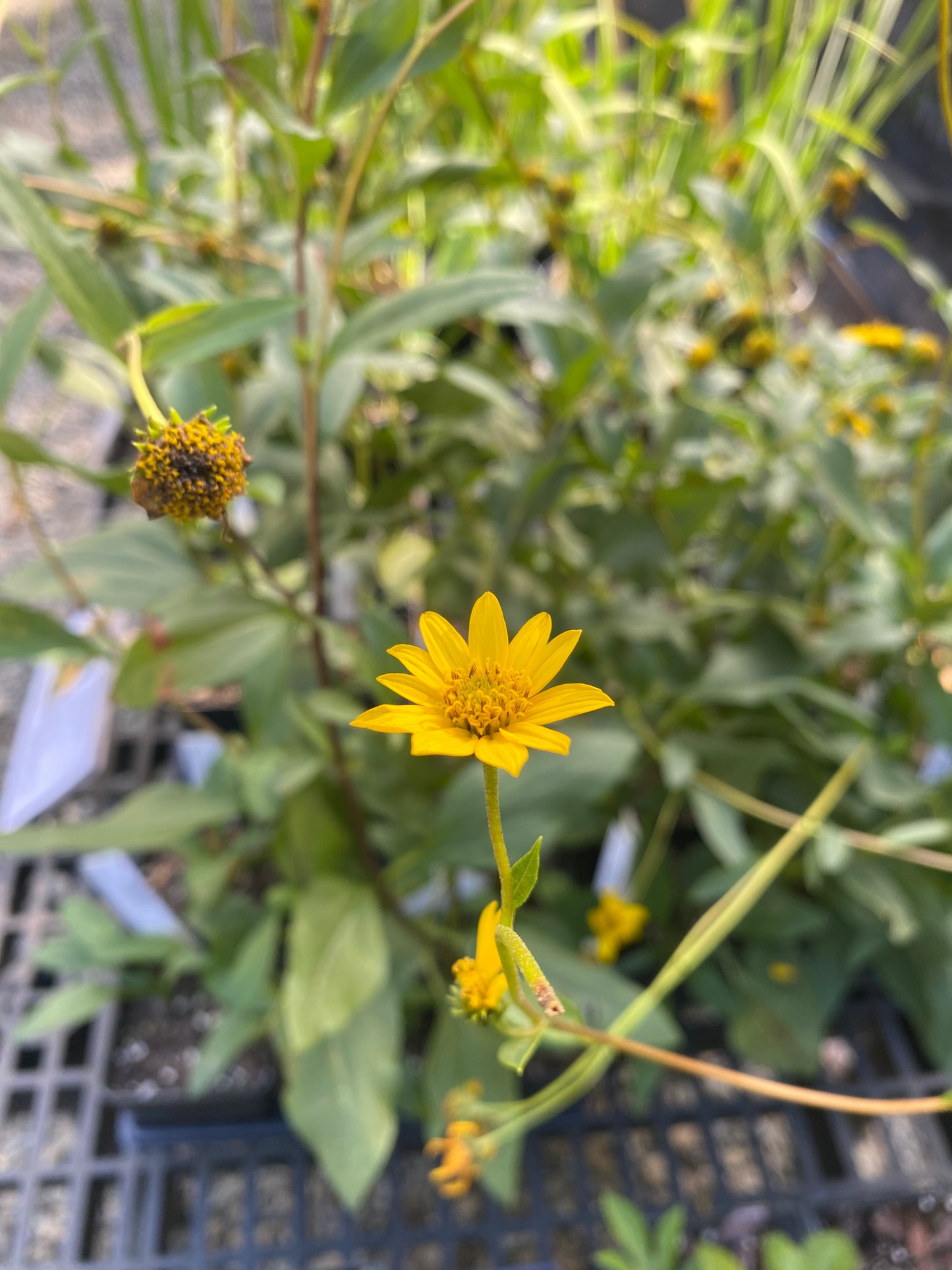 Helianthus occidentalis spp. dowellianus (Fewleaf Sunflower)