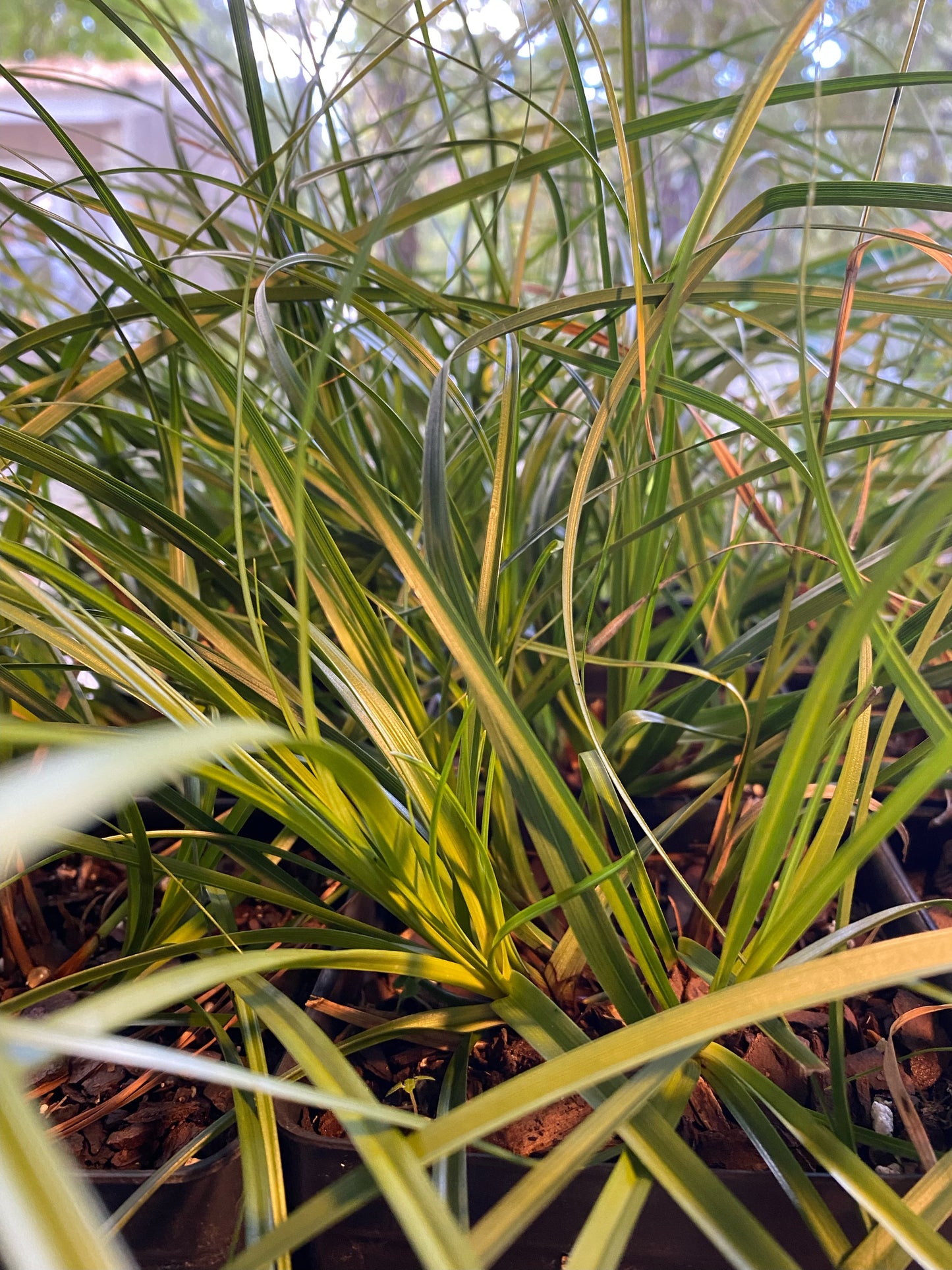 Carex cherokeensis (Cherokee sedge)