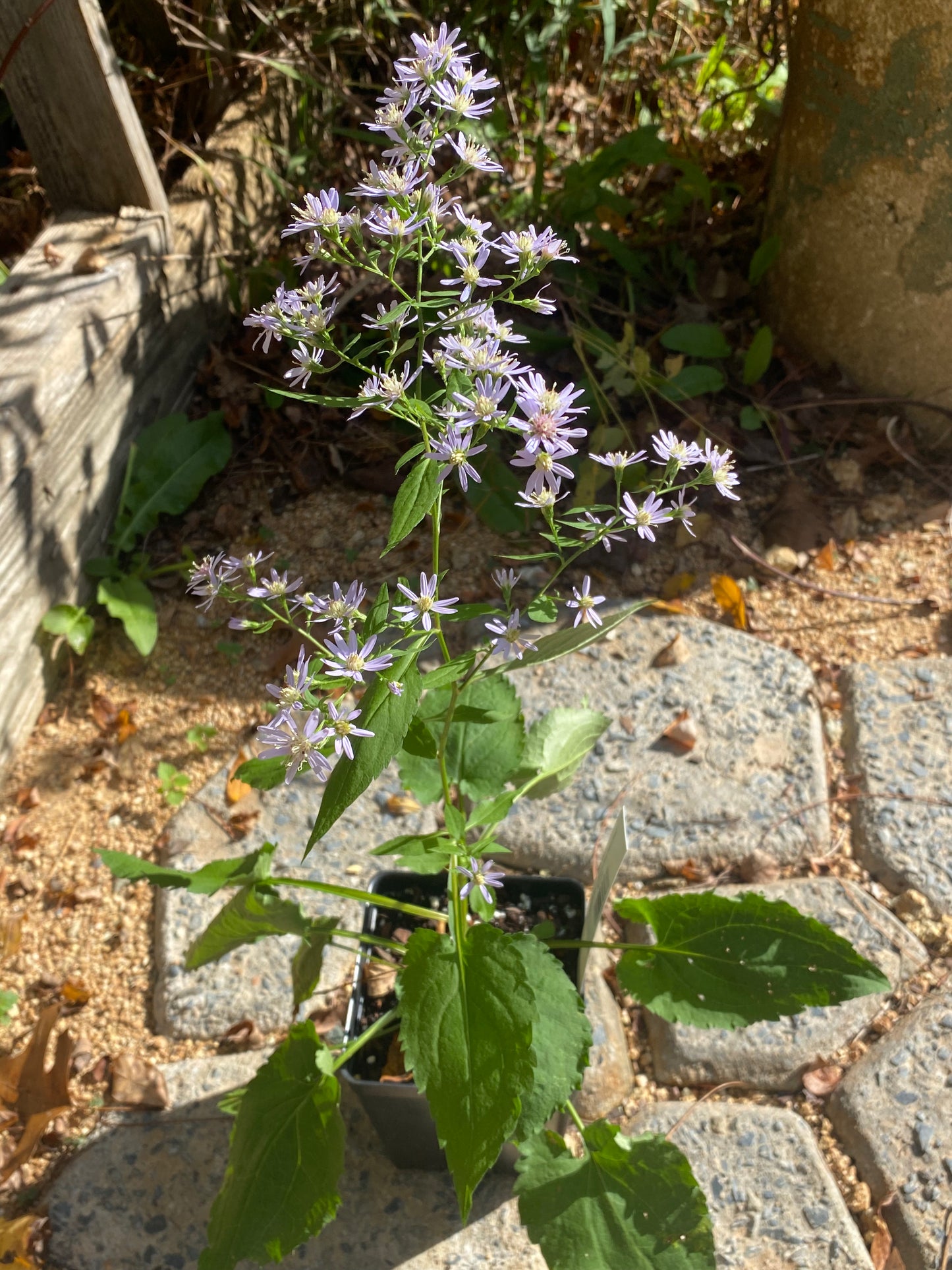 Symphyotrichum cordifolium (Blue Wood Aster)
