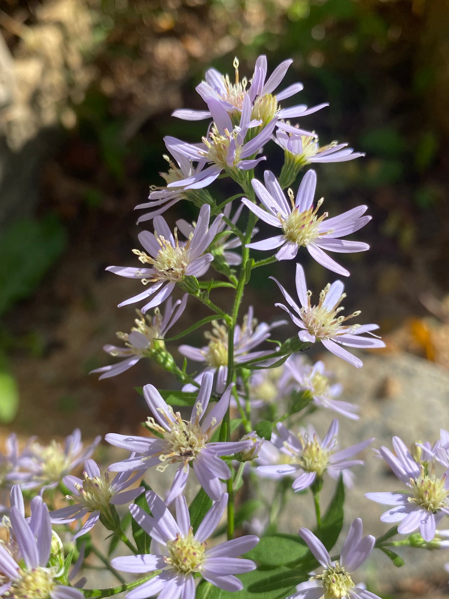 Symphyotrichum cordifolium (Blue Wood Aster)