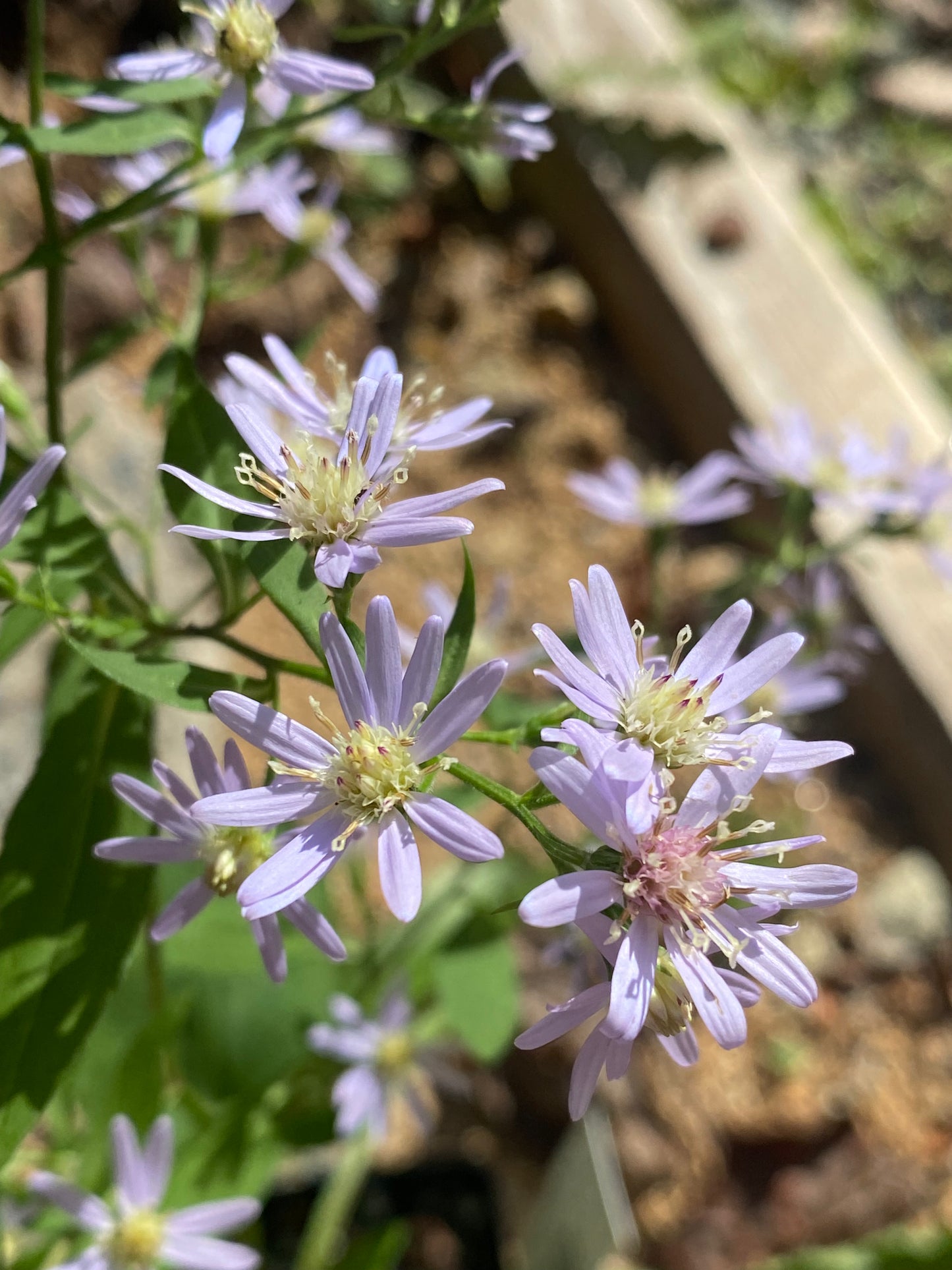 Symphyotrichum cordifolium (Blue Wood Aster)