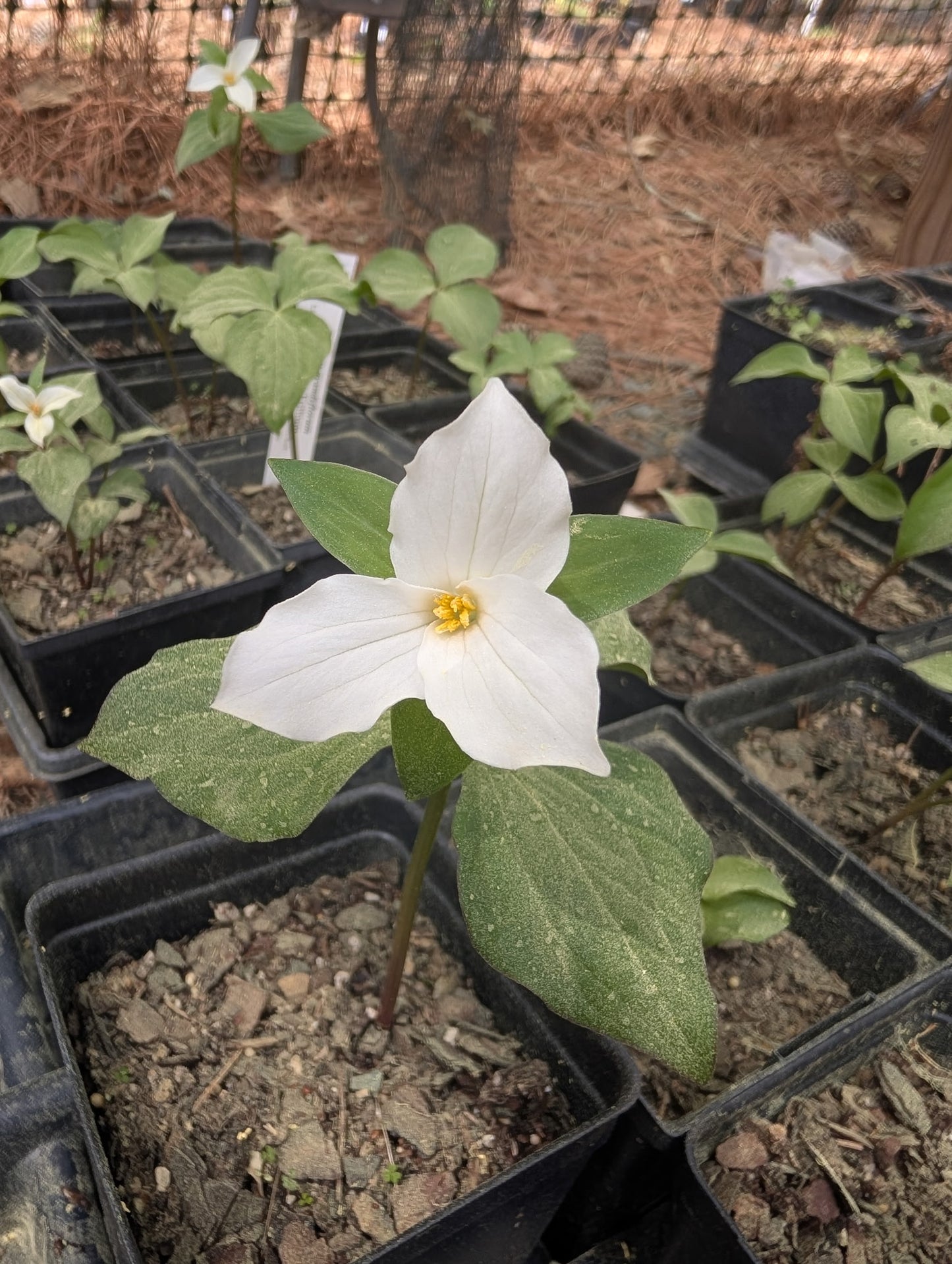 Trillium grandiflorum (Great White Trillium)