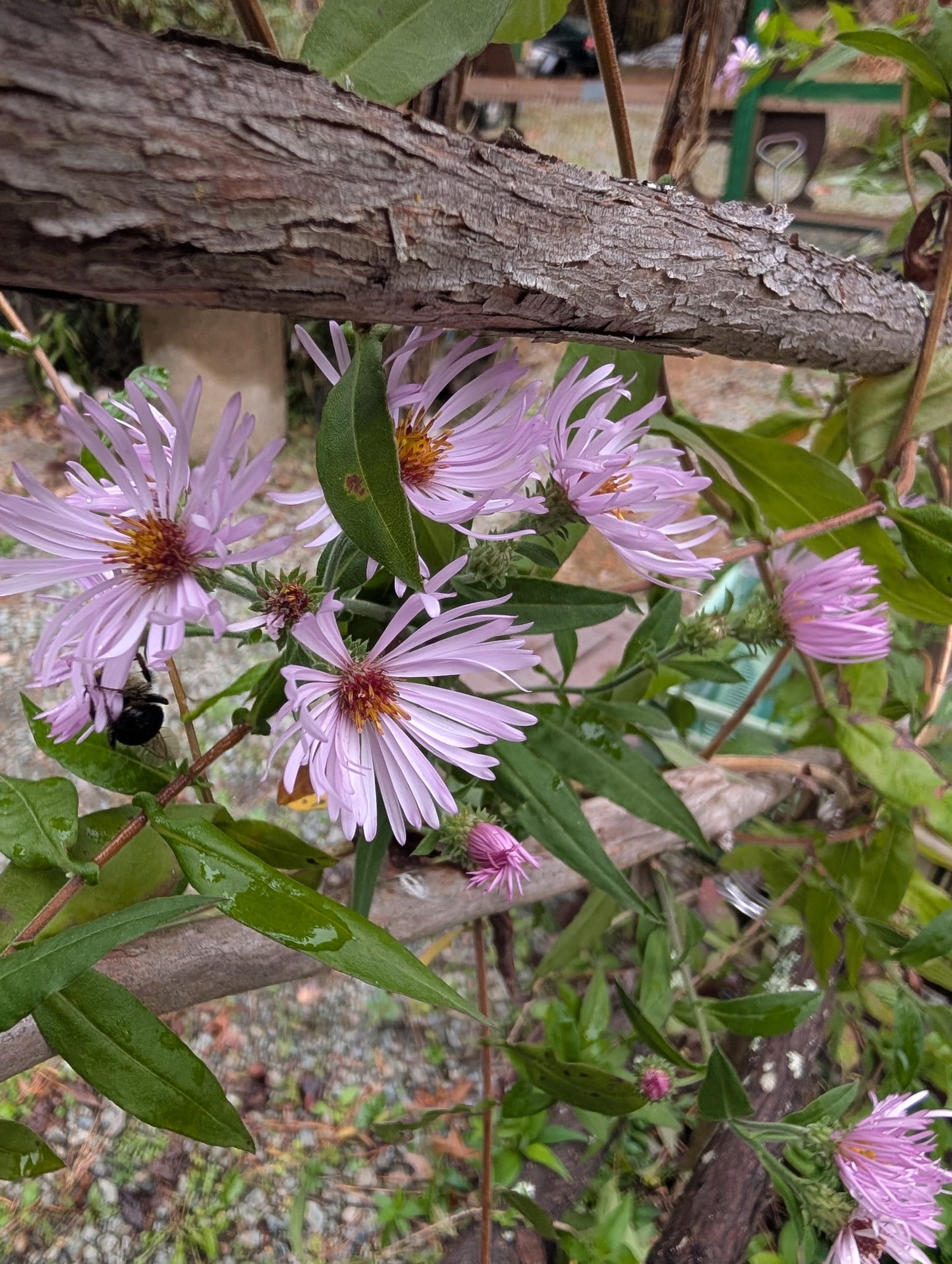 Ampelaster carolinianus (Climbing Aster)
