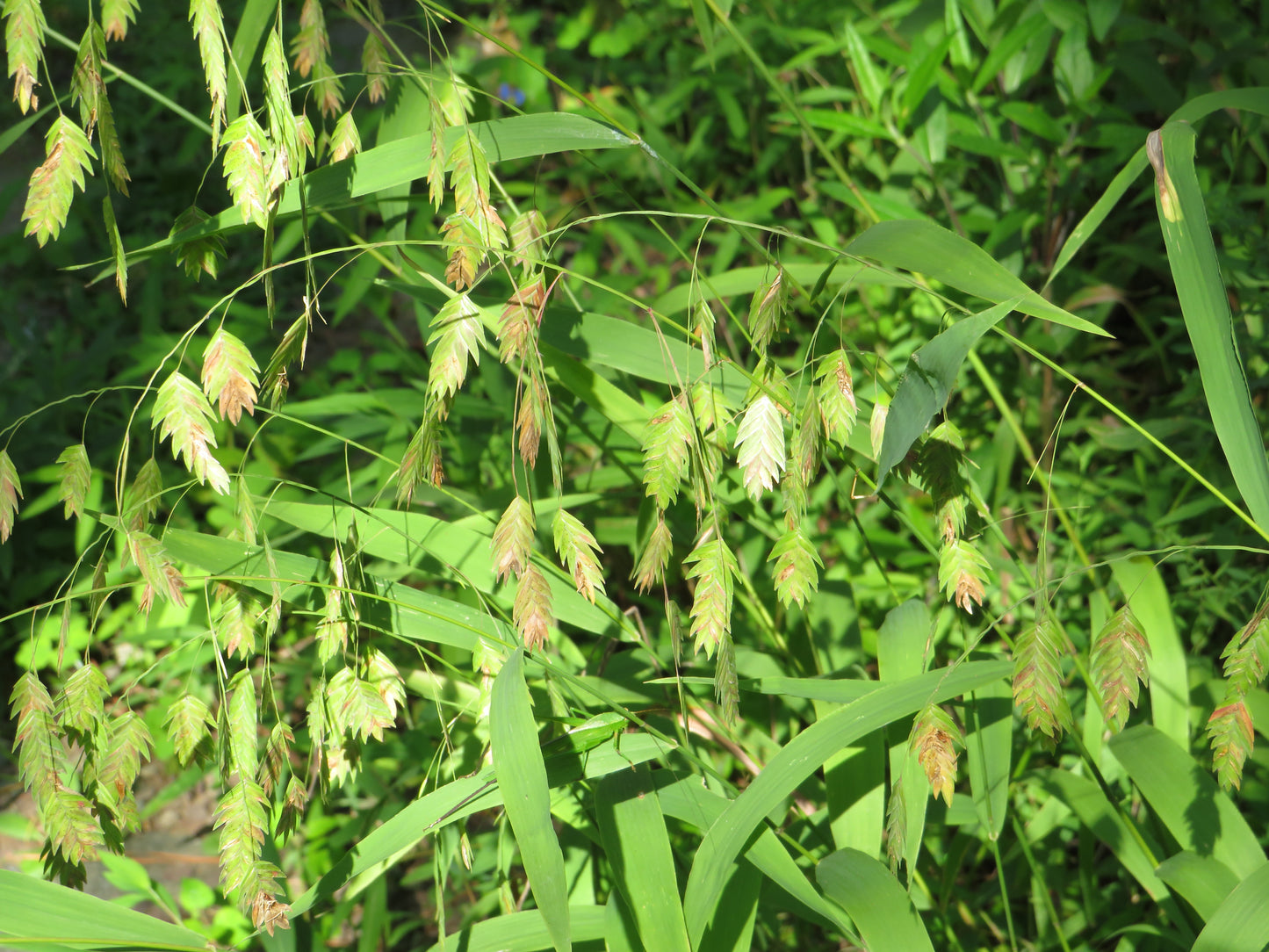 Chasmanthium latifolium (River Oats)