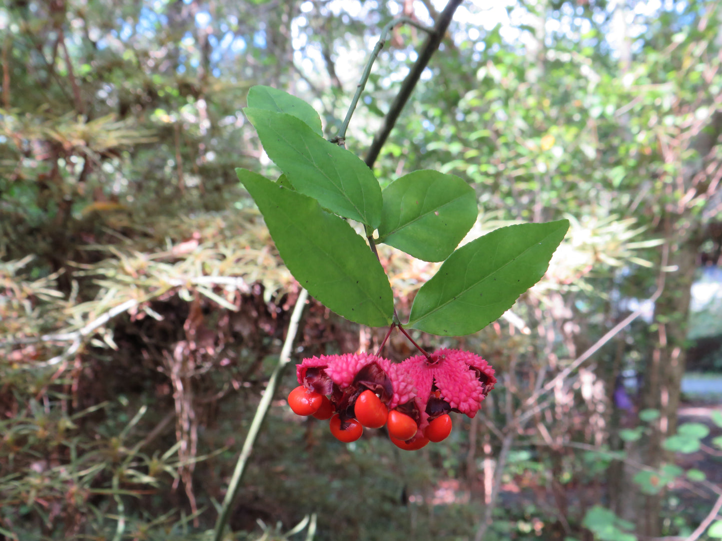 Euonymus americanus (Hearts a'busting)