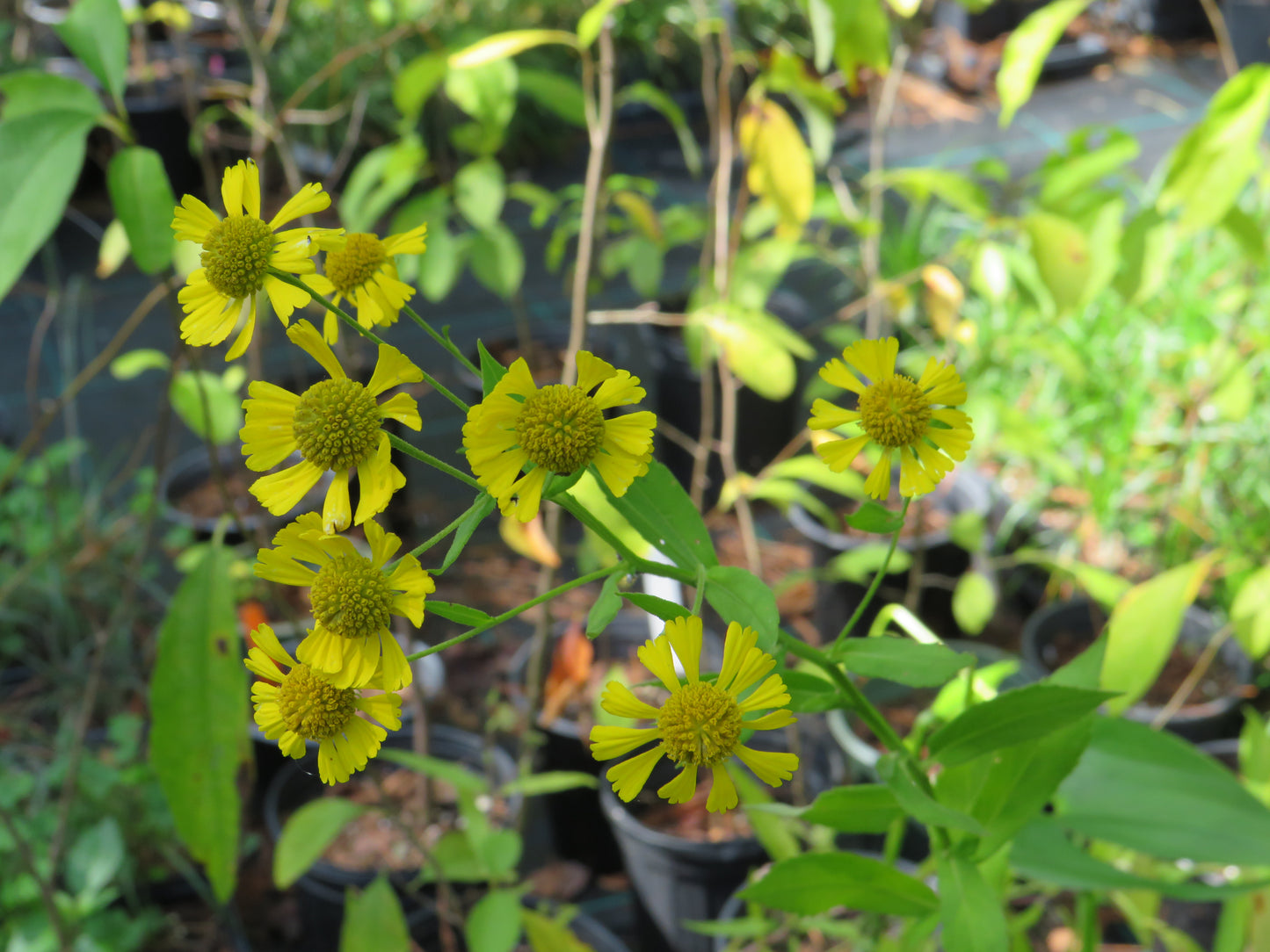 Helenium autumnale (Sneezeweed)