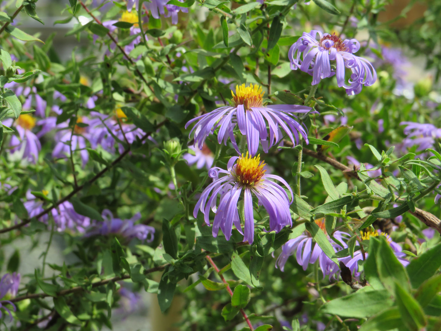 Symphyotrichum oblongifolius 'Raydon's Favorite' (Aromatic Aster)