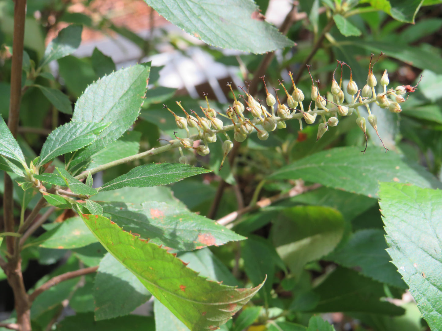 Clethra alnifolia (Sweet Pepperbush)