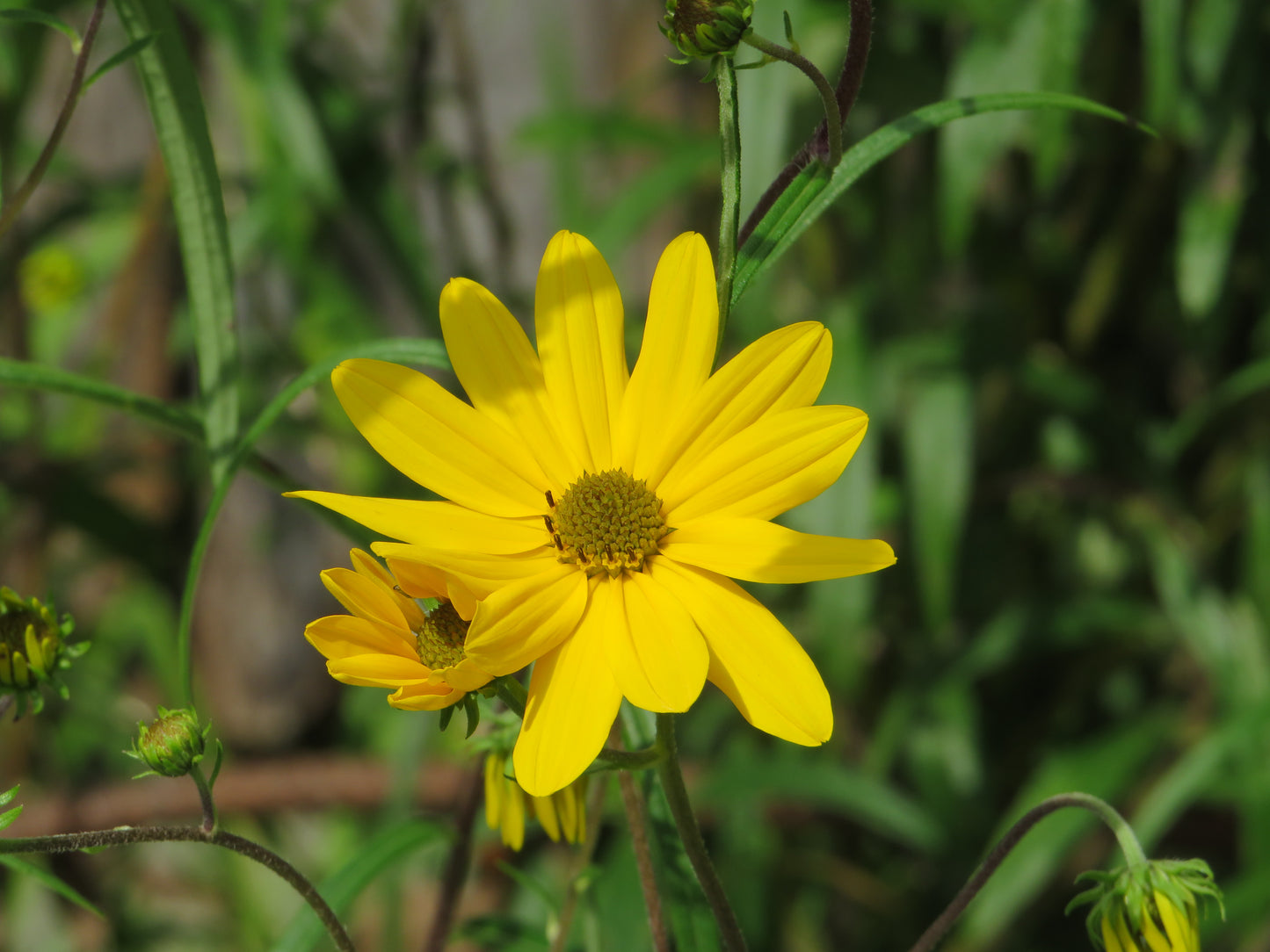 Helianthus angustifolius (Swamp sunflower)