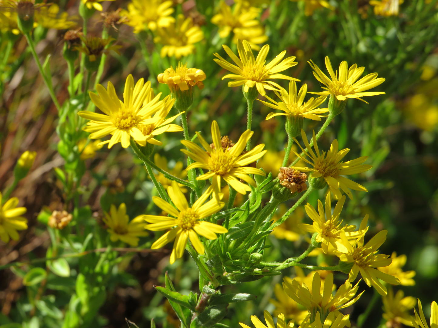 Chrysopsis mariana (Maryland Goldenaster)