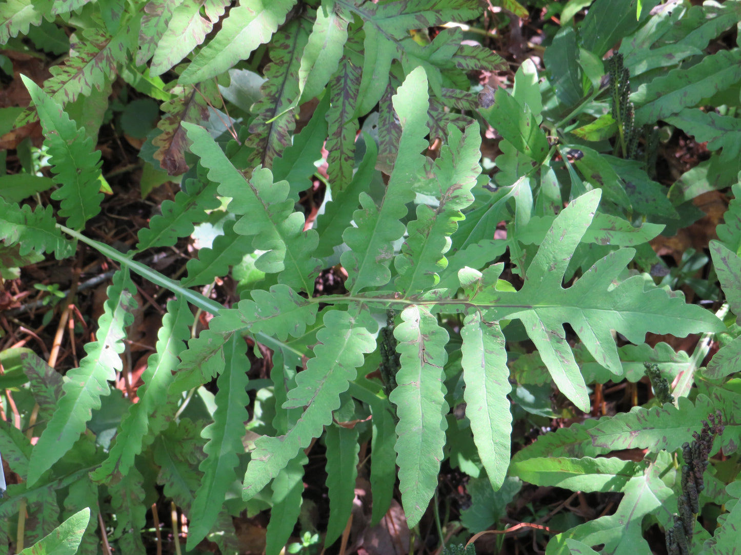 Onoclea sensibilis (Sensitive Fern)