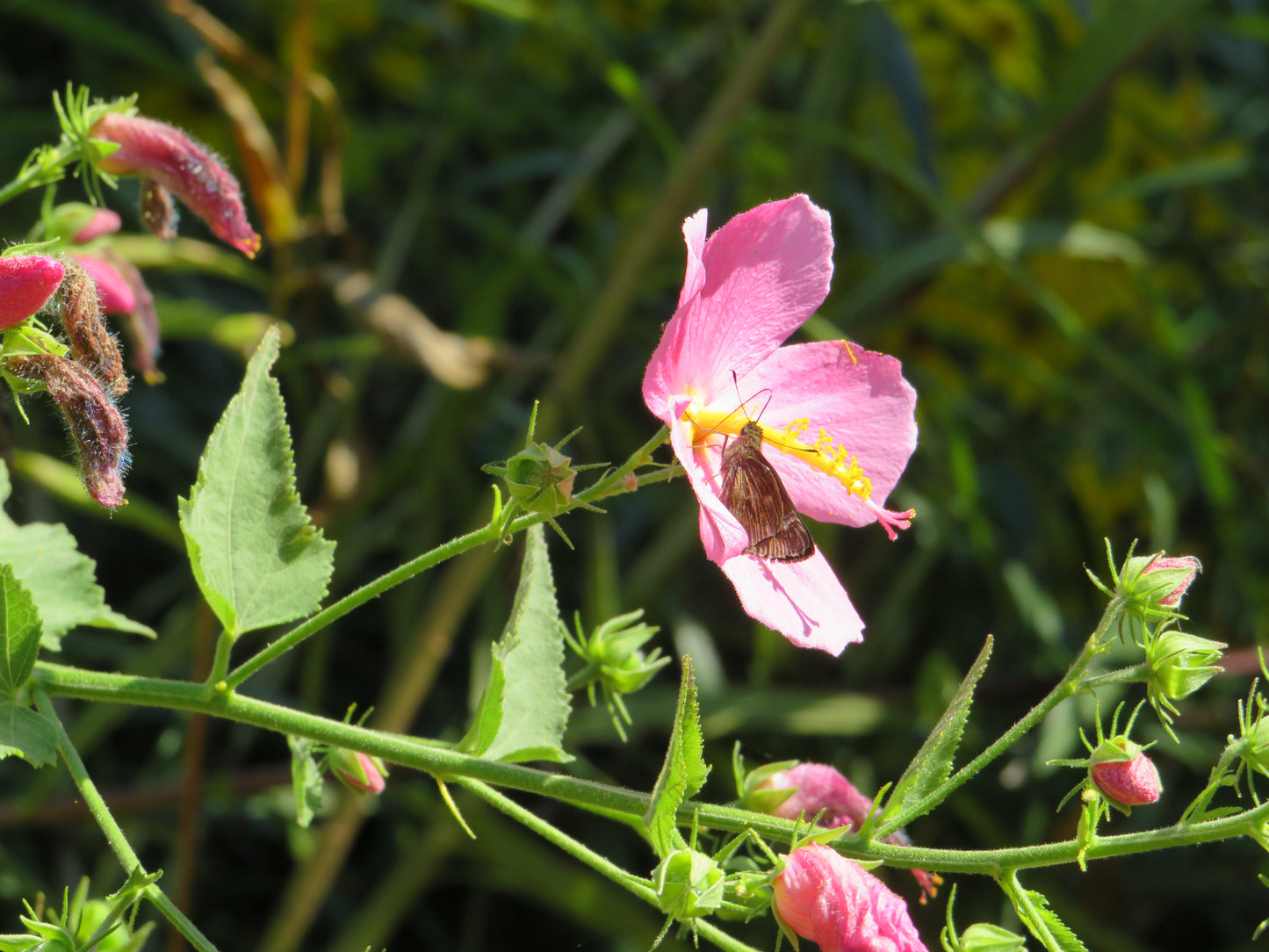 Kosteletzkya pentacarpos (Seashore mallow)