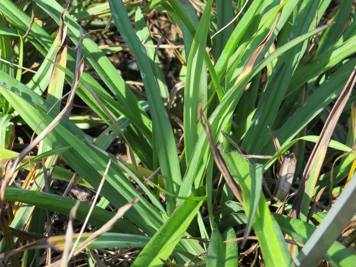 Carex flaccosperma (Blue Wood Sedge)