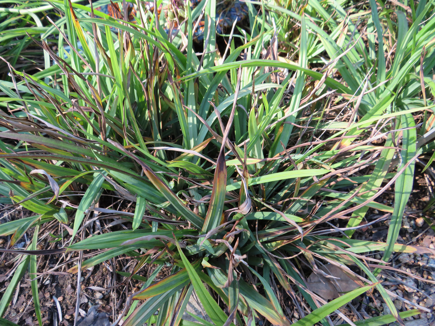 Carex flaccosperma (Blue Wood Sedge)