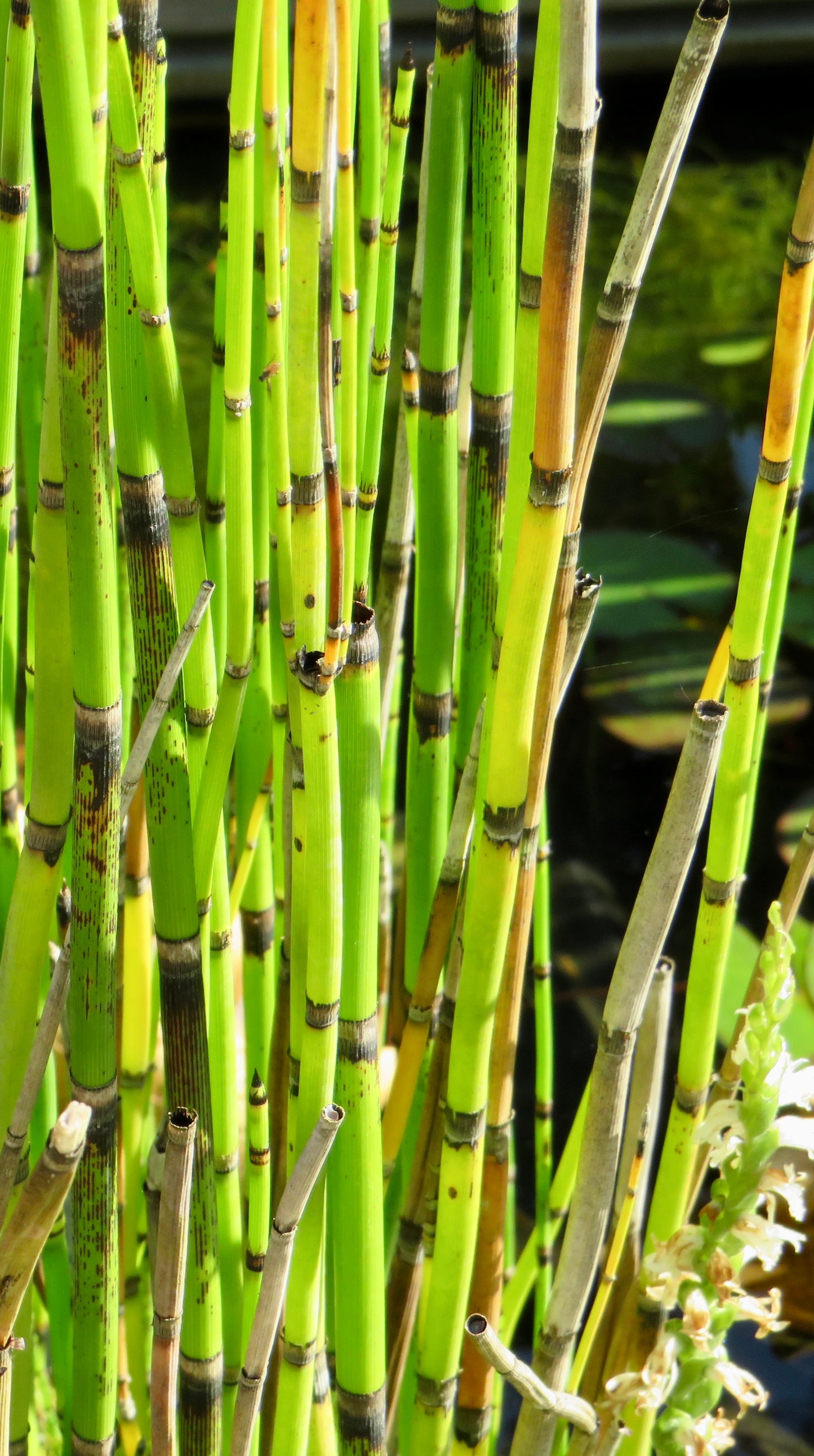Equisetum hyemale (Rough Horsetail)