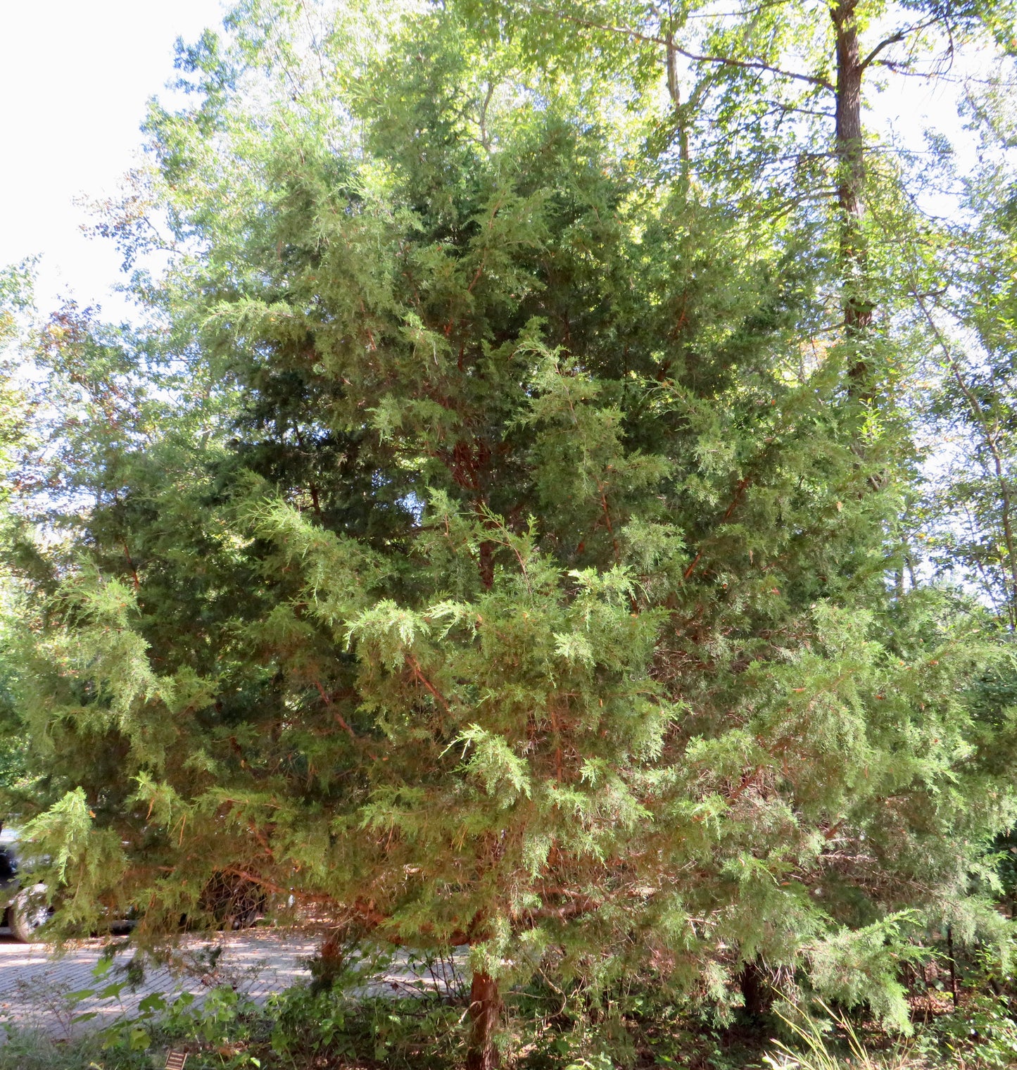 Juniperus virginiana (Eastern Red Cedar)