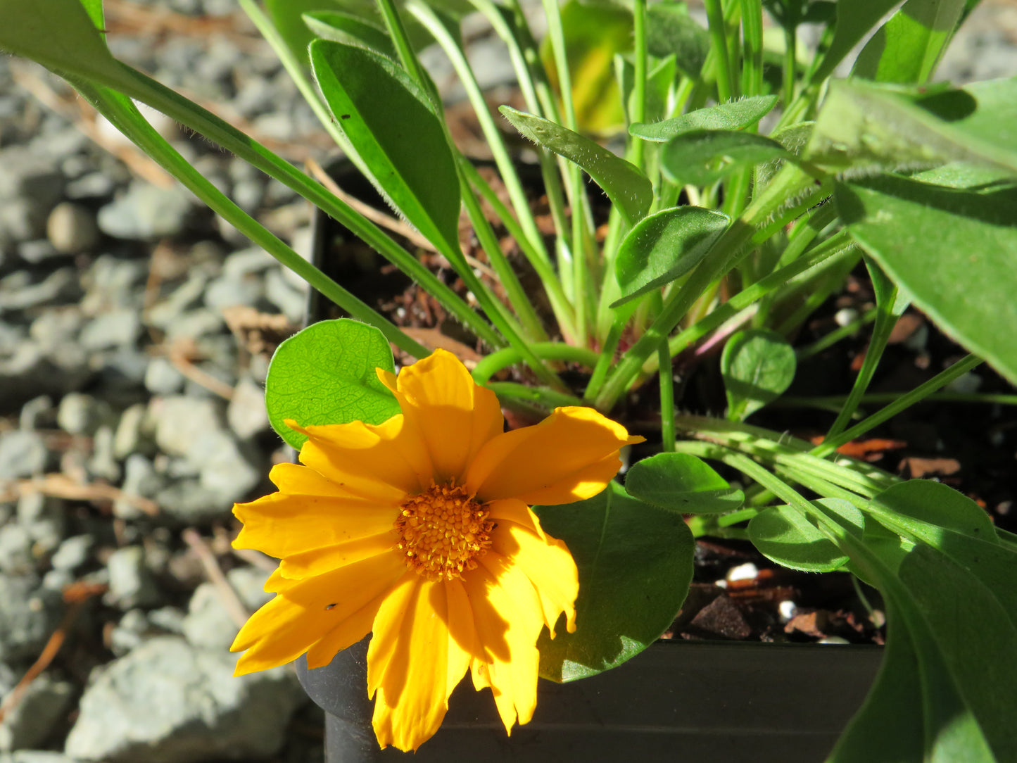 Coreopsis auriculata 'Nana' (Dwarf Tickseed)