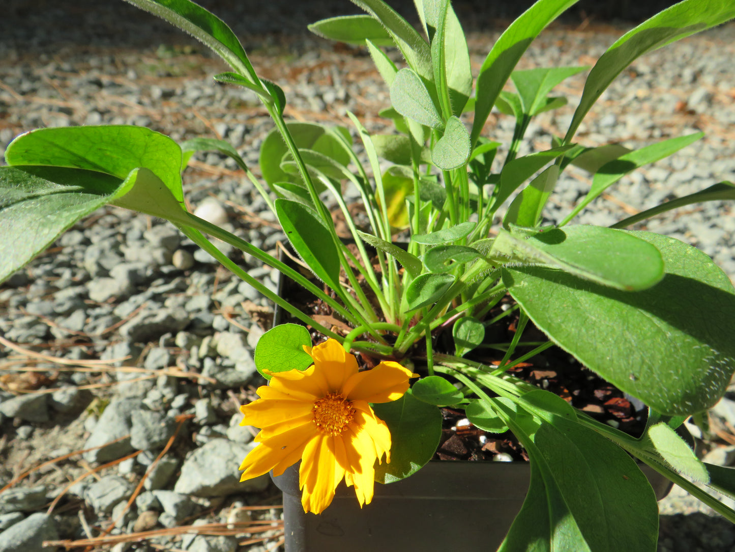 Coreopsis auriculata 'Nana' (Dwarf Tickseed)