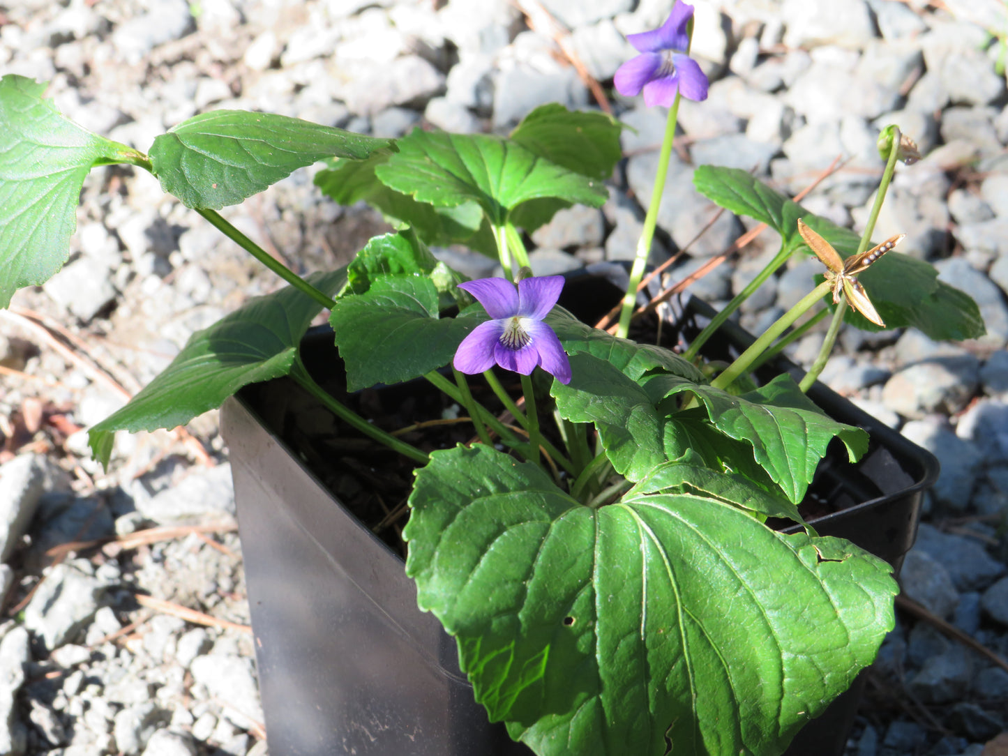 Viola sororia (Common blue violet)