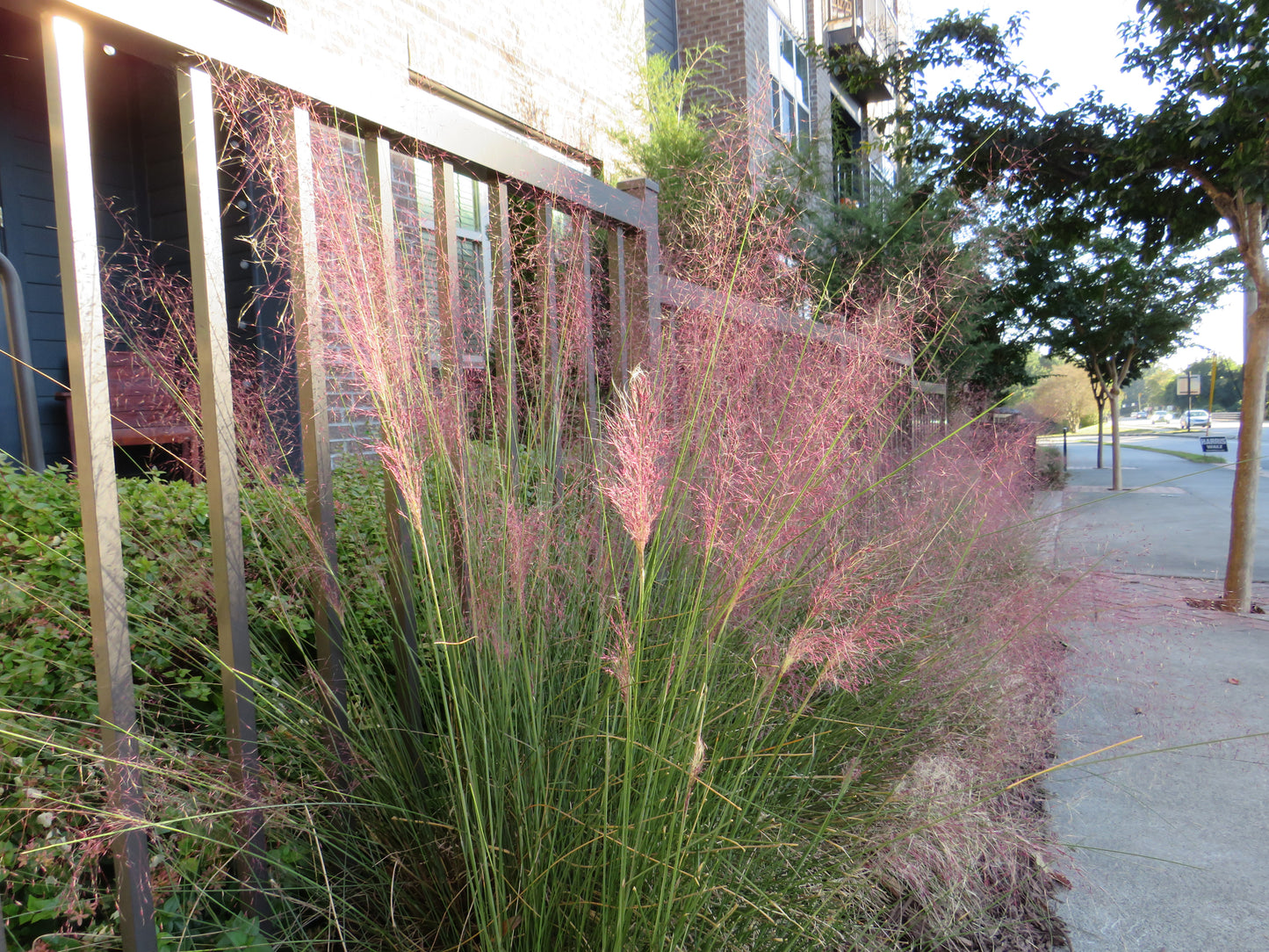Muhlenbergia capillaris (Pink Muhly Grass)