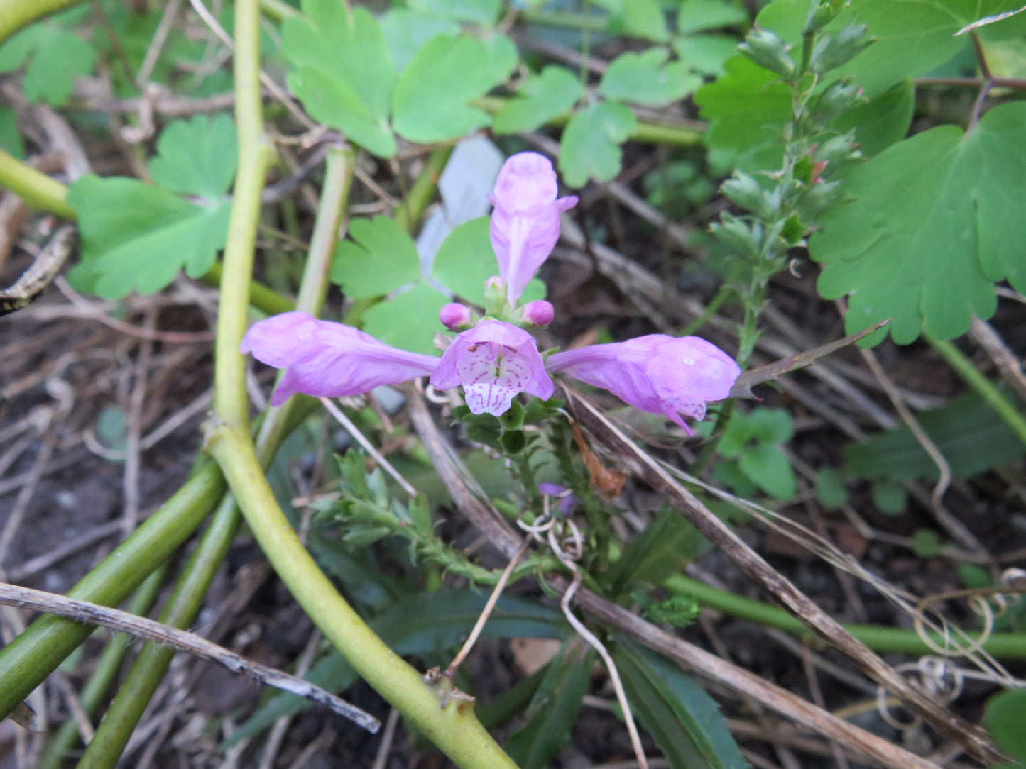 Physostegia virginiana (Obedient Plant)