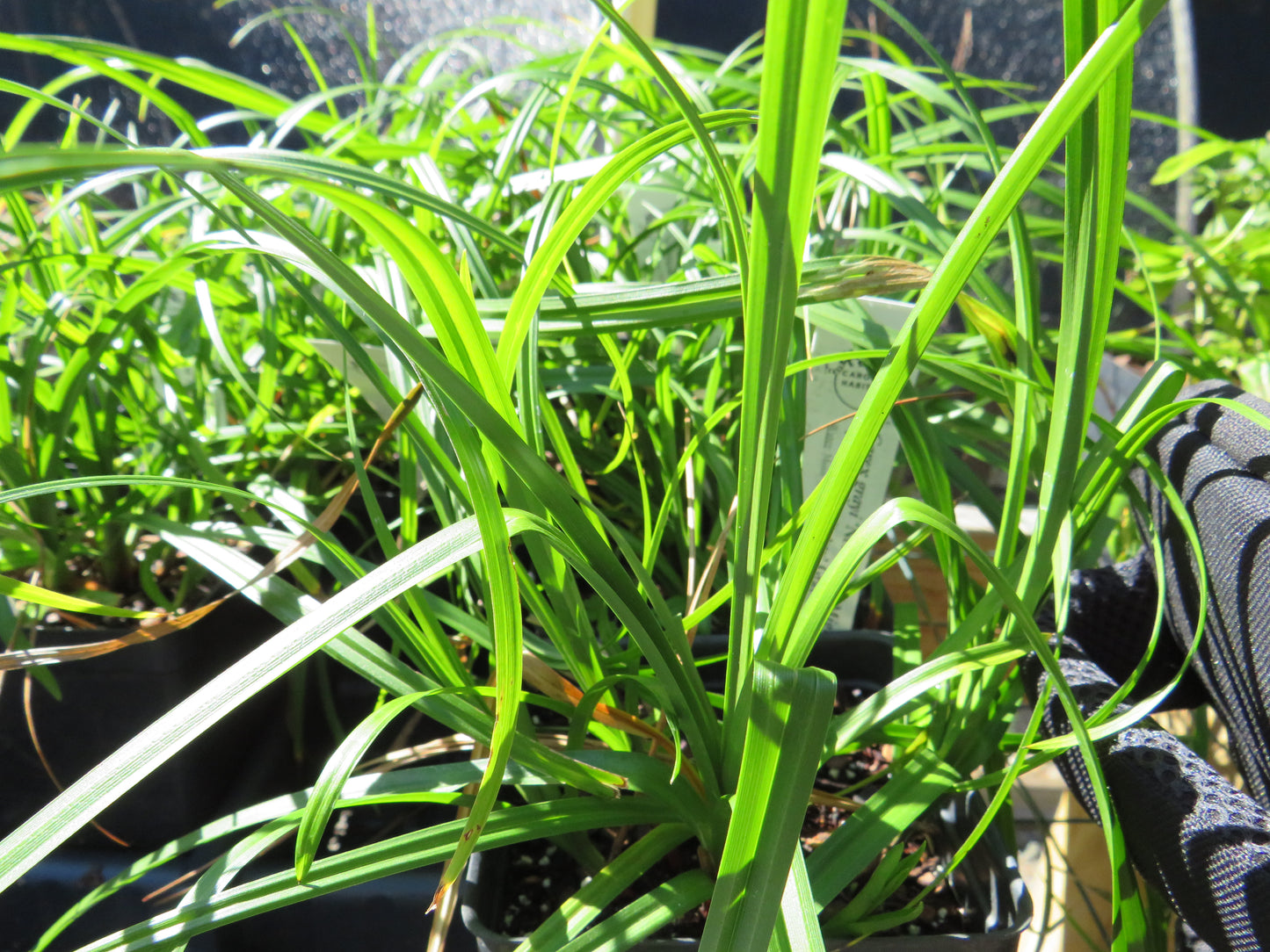 Carex grayi ‘New Moon Mighty’ (Gray's Sedge)