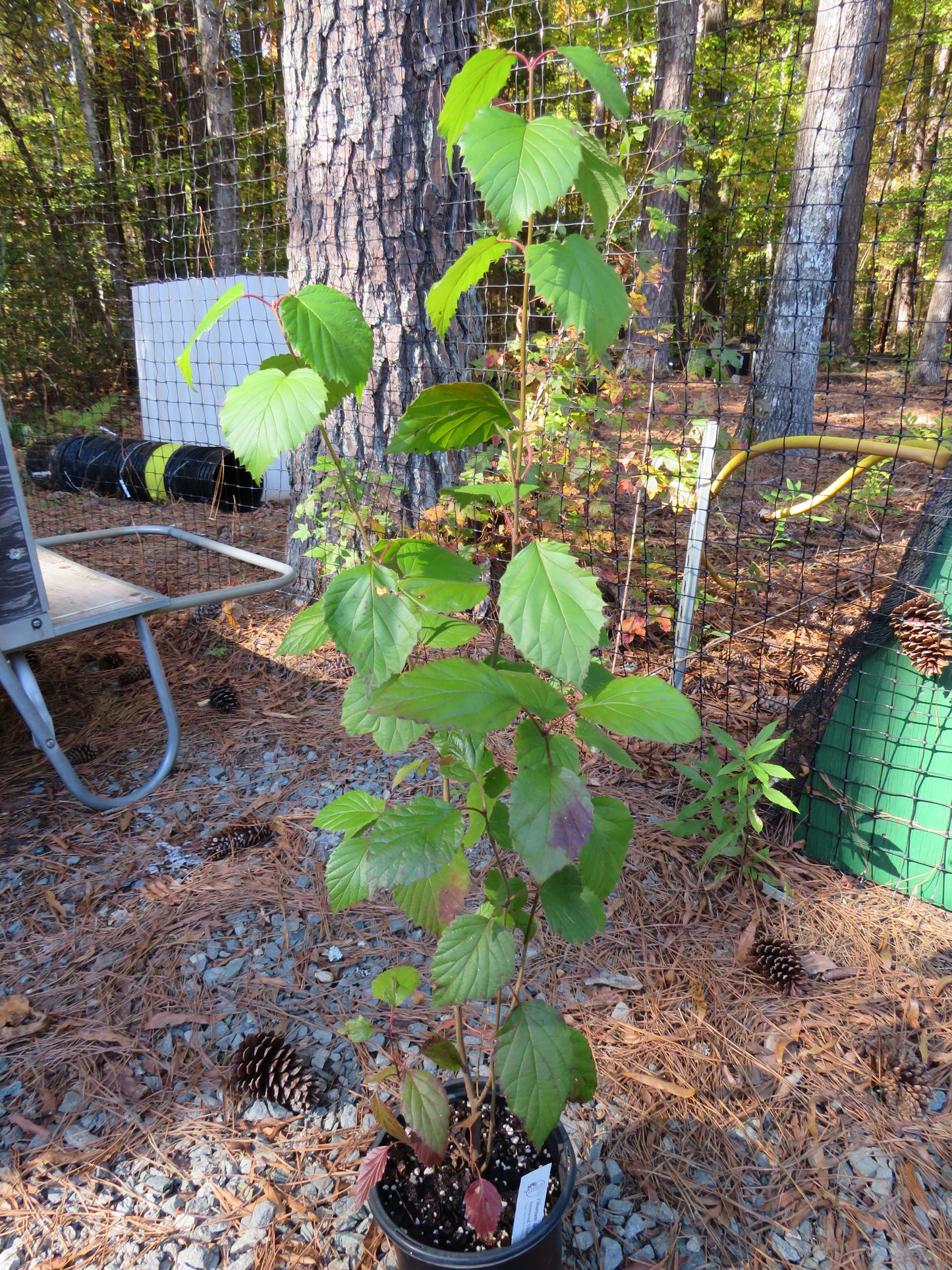 Viburnum dentatum (Arrowwood Viburnum)