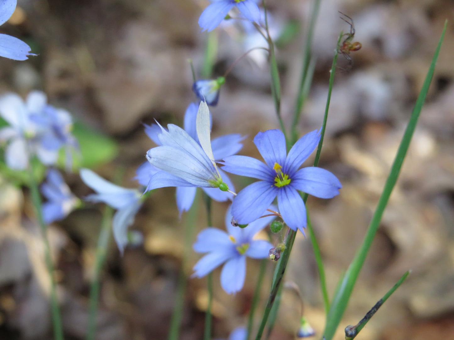 Sisyrinchium angustifolium (Narrow-leaf Blue-Eyed Grass)