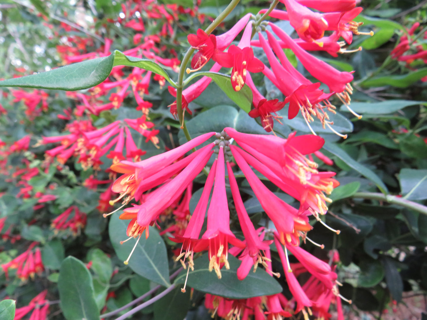 Lonicera sempervirens 'Major Wheeler' (Coral Honeysuckle)