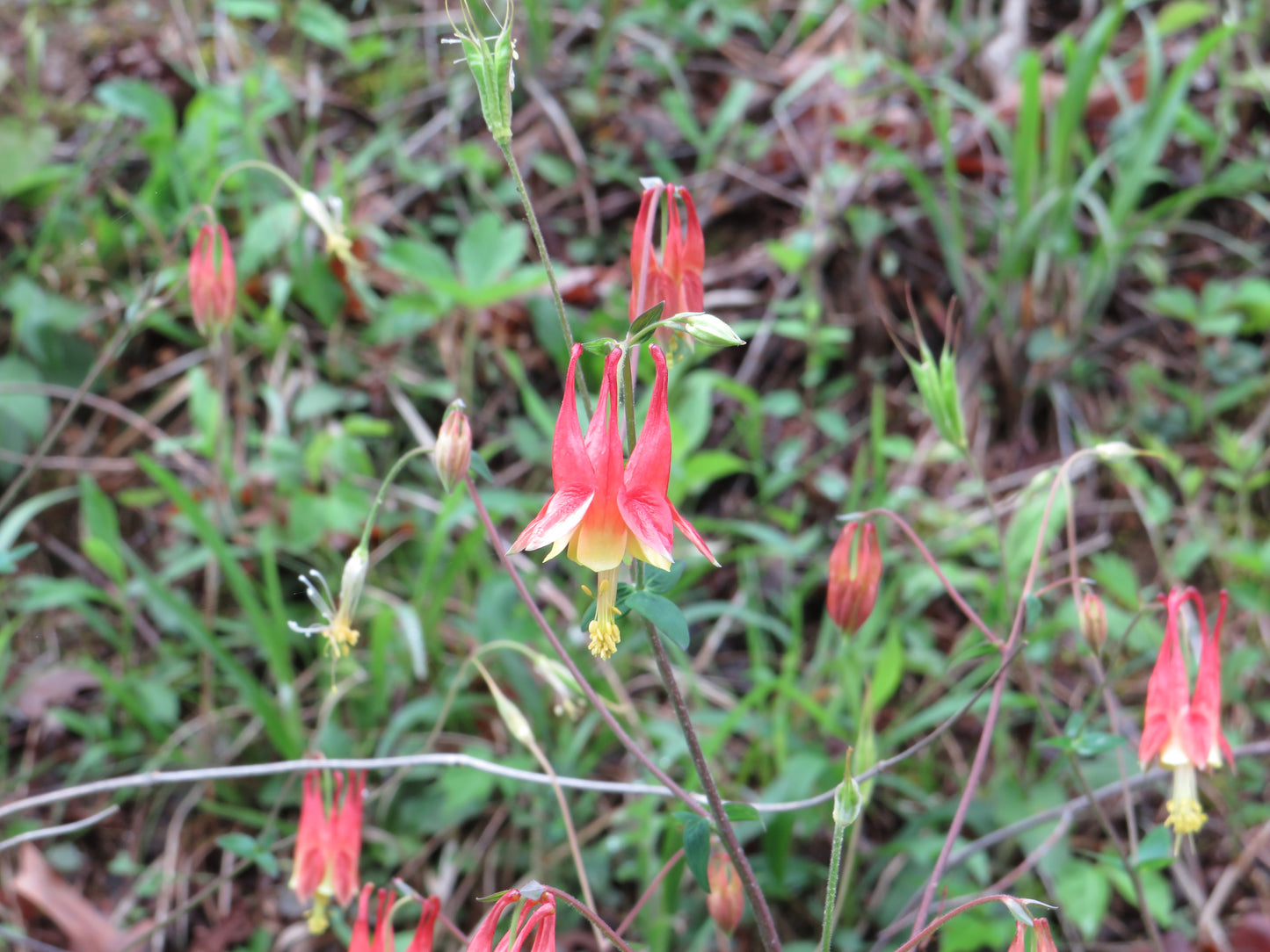 Aquilegia canadensis (Eastern Wild Columbine)