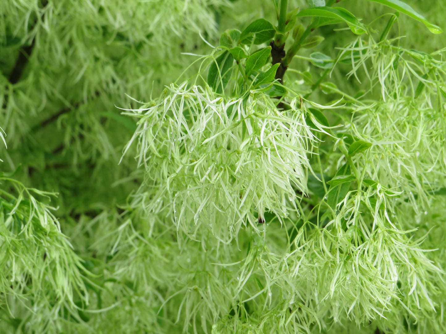 Chionanthus virginicus (Fringe tree)