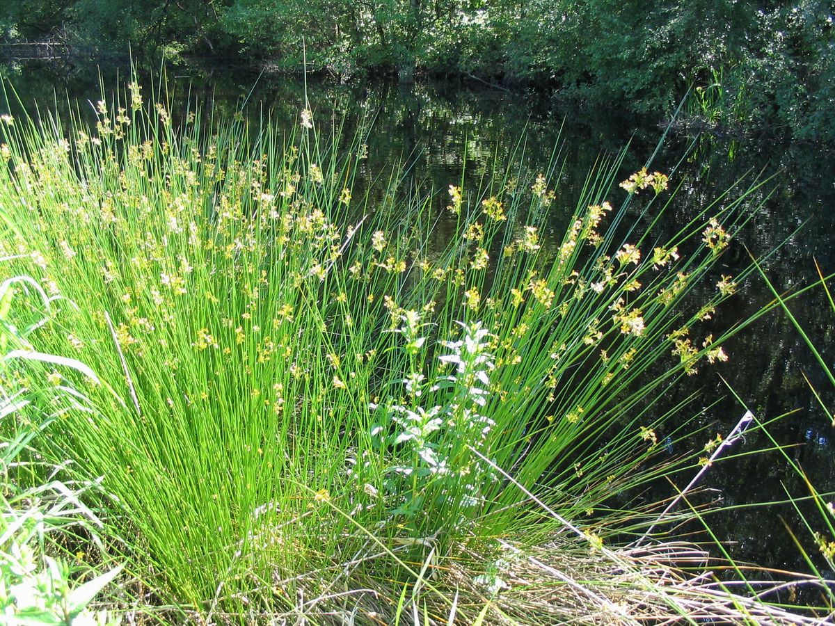 Juncus effusus (Soft rush)