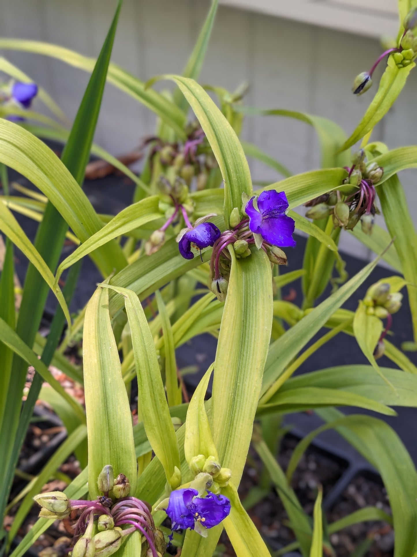 Tradescantia × andersoniana 'Sweet Kate' (Sweet Kate Spiderwort)